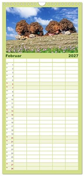 Produktbild: Familienplaner 2027 - Lagotto Romagnolo - die Tr&uuml;ffelsucher Italiens mit 5 Spalten (Wandkalender, 21 x 45 cm) CALVENDO
