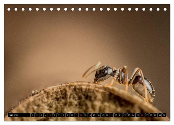 Produktbild: Kleine Wesen &ndash; Makroaufnahmen von einheimischen Insekten (Tischkalender 2026 DIN A5 quer), CALVENDO Monatskalender