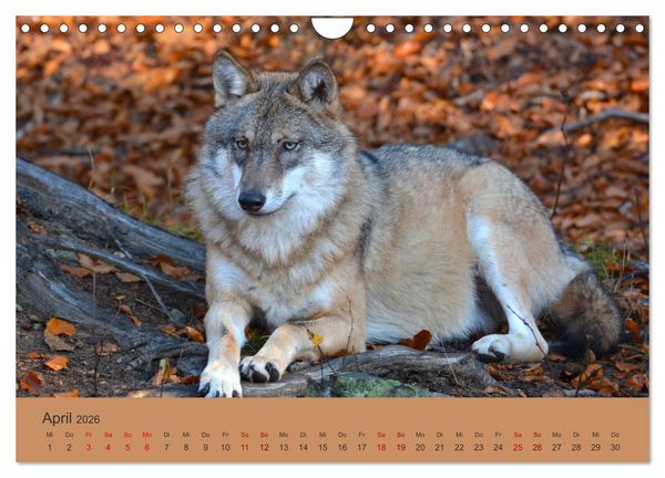 Produktbild: Begegnungen DER WOLF (Wandkalender 2026 DIN A4 quer), CALVENDO Monatskalender