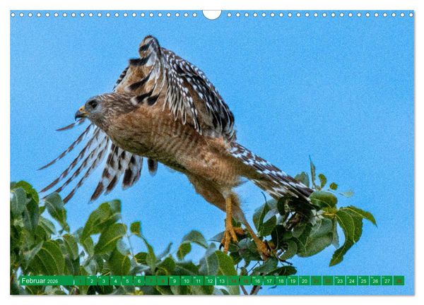 Produktbild: Greifv&ouml;gel - wild und sch&ouml;n (Wandkalender 2026 DIN A3 quer), CALVENDO Monatskalender