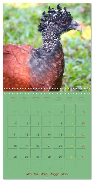 Produktbild: Douze oiseaux de la capitale du Costa Rica (Calendrier mural carr&eacute; 2026 30x30 cm) Calendrier double avec une page pour vos prises de notes