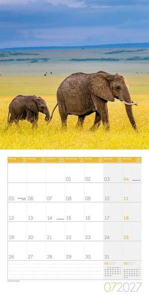Produktbild: Elefanten Kalender 2027 - 30x30 - Art12