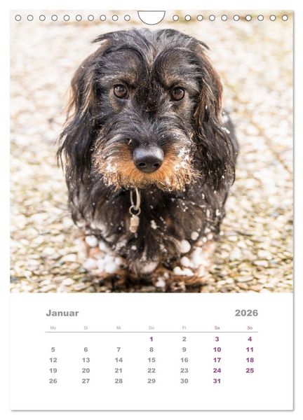 Produktbild: Dackel(augen)blicke (Wandkalender 2026 DIN A4 hoch), CALVENDO Monatskalender