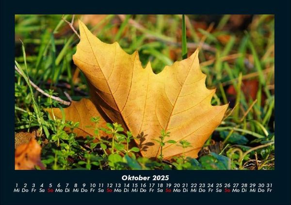 Produktbild: Waldzauber 2025 Fotokalender DIN A4