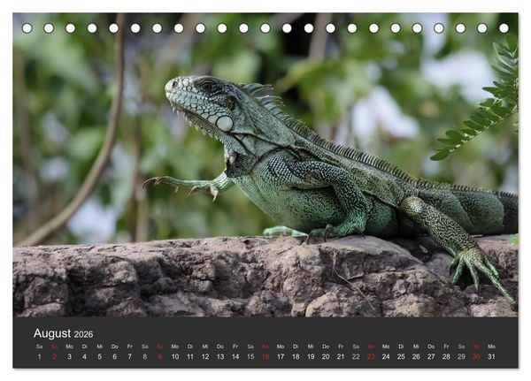 Produktbild: Wildlife Pantanal 2026 (Tischkalender 2026 DIN A5 quer), CALVENDO Monatskalender
