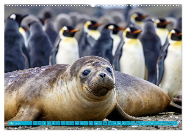 Produktbild: See - Elefanten (hochwertiger Premium Wandkalender 2027 DIN A2 quer), Kunstdruck in Hochglanz