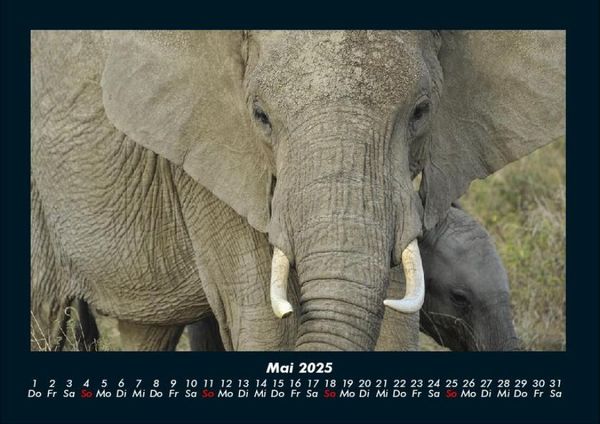 Produktbild: Der Tierkalender 2025 Fotokalender DIN A4
