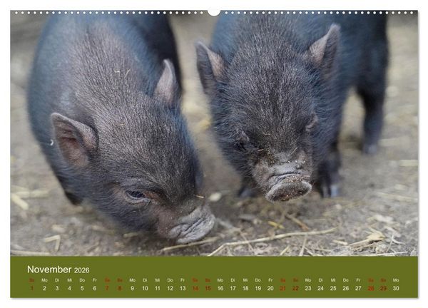 Produktbild: Faszination Minischweine (hochwertiger Premium Wandkalender 2026 DIN A2 quer), Kunstdruck in Hochglanz