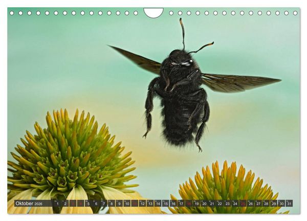 Produktbild: Sechs Beine in der Luft - Wildbienen im Flug (Wandkalender 2026 DIN A4 quer), CALVENDO Monatskalender