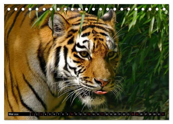 Produktbild: Tiger - die leisen J&auml;ger des Dschungels (Tischkalender 2026 DIN A5 quer), CALVENDO Monatskalender