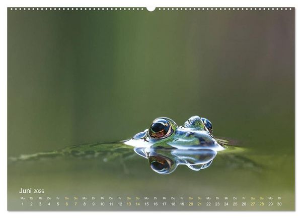Produktbild: Fr&ouml;sche zum Verlieben (hochwertiger Premium Wandkalender 2026 DIN A2 quer), Kunstdruck in Hochglanz