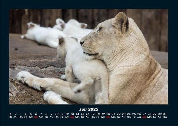 Produktbild: Welt der Tiere 2025 Fotokalender DIN A4