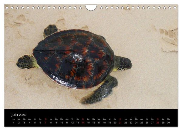 Produktbild: Voyage au Cap-Vert, Boa Vista (Calendrier mural 2026 DIN A4 vertical), CALVENDO calendrier mensuel