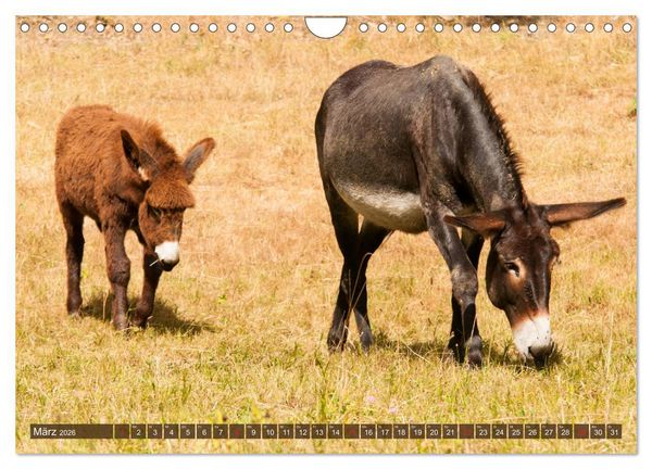 Produktbild: Liebenswerte Langohren - Die Sch&ouml;nheit der Esel (Wandkalender 2026 DIN A4 quer), CALVENDO Monatskalender