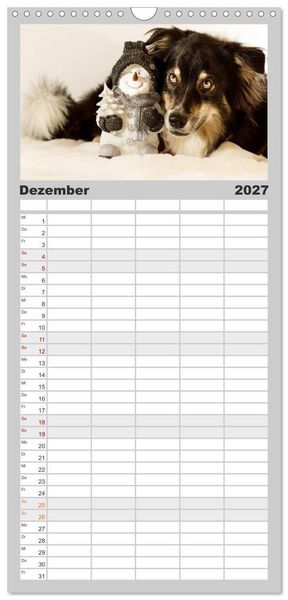 Produktbild: Familienplaner 2027 - Australian Shepherd - Traum auf vier Pfoten mit 5 Spalten (Wandkalender, 21 x 45 cm) CALVENDO