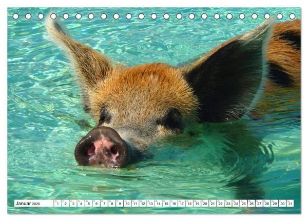 Produktbild: Schweine im Dauerurlaub auf den Bahamas! (Tischkalender 2026 DIN A5 quer), CALVENDO Monatskalender
