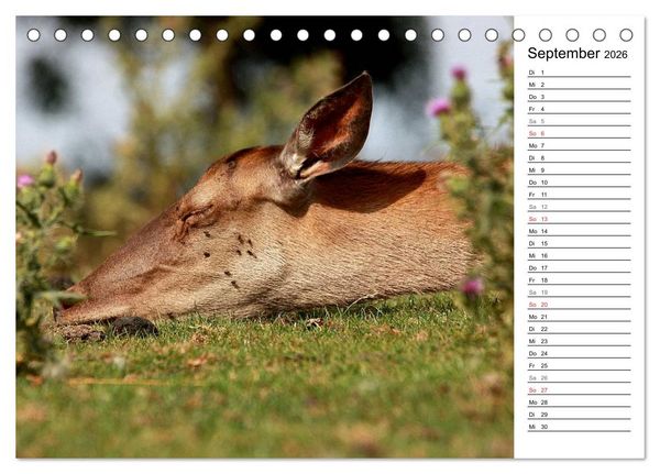 Produktbild: Hirsche (Tischkalender 2026 DIN A5 quer), CALVENDO Monatskalender