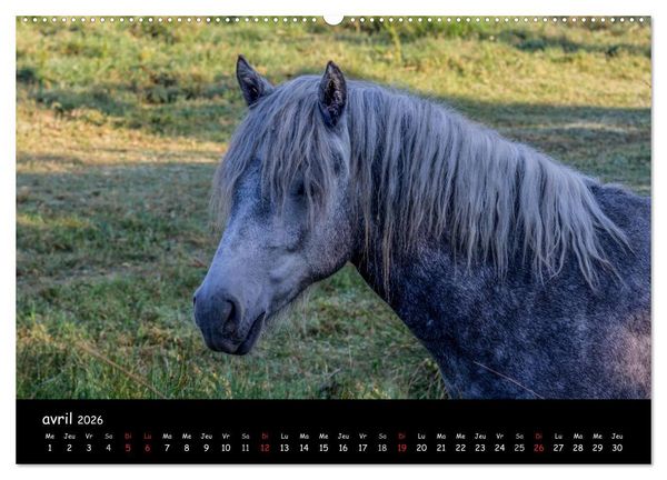 Produktbild: Cheval camarguais (Calendrier mural 2026 DIN A2 vertical) calendrier de bureau