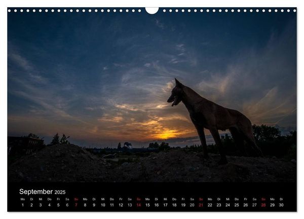 Belgische Schäferhunde - Der Malinois im Licht (Wandkalender 2025 DIN A3 quer), CALVENDO Monatskalender