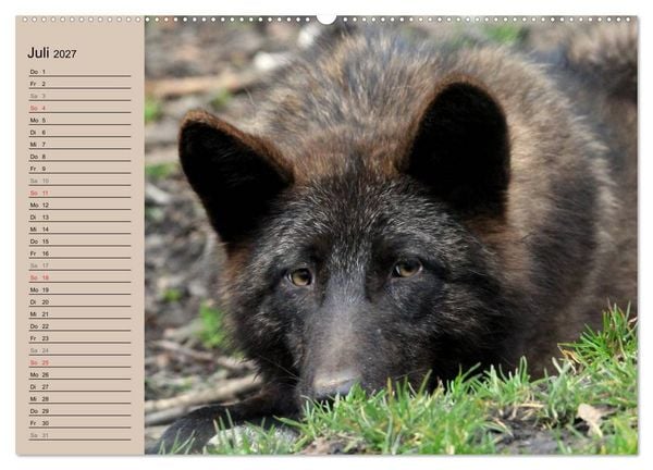 Produktbild: Im Rudel Zuhause - Der Wolf (hochwertiger Premium Wandkalender 2027 DIN A2 quer), Kunstdruck in Hochglanz