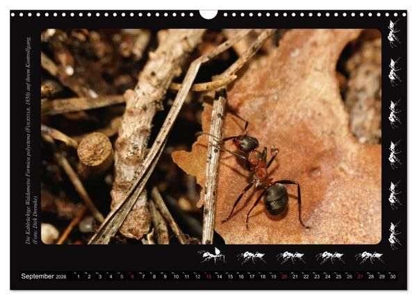 Produktbild: AntsNature - Faszination Ameisen (Wandkalender 2026 DIN A3 quer), CALVENDO Monatskalender