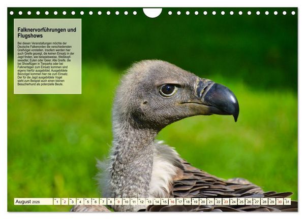 Produktbild: Kulturerbe Falknerei (Wandkalender 2026 DIN A4 quer), CALVENDO Monatskalender