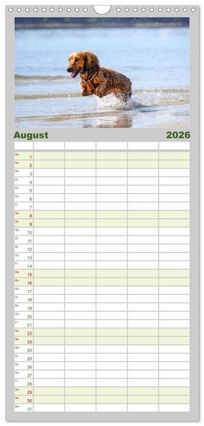 Produktbild: Familienplaner 2026 - Dackelblicke - Lassen Herzen erw&auml;rmen. mit 5 Spalten (Wandkalender, 21 x 45 cm) CALVENDO