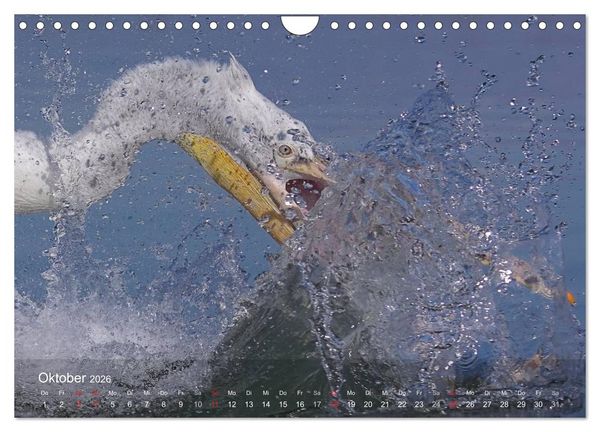 Produktbild: Pelikan-Kalender (Wandkalender 2026 DIN A4 quer), CALVENDO Monatskalender