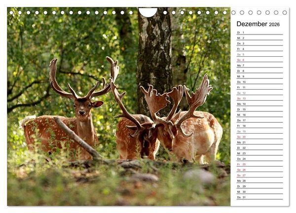 Produktbild: Hirsche (Wandkalender 2026 DIN A4 quer), CALVENDO Monatskalender
