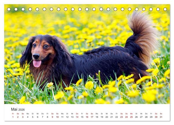 Produktbild: Dackelblicke - Lassen Herzen erw&auml;rmen. (Tischkalender 2026 DIN A5 quer), CALVENDO Monatskalender