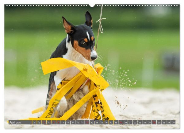 Produktbild: Der Basenji (hochwertiger Premium Wandkalender 2026 DIN A2 quer), Kunstdruck in Hochglanz