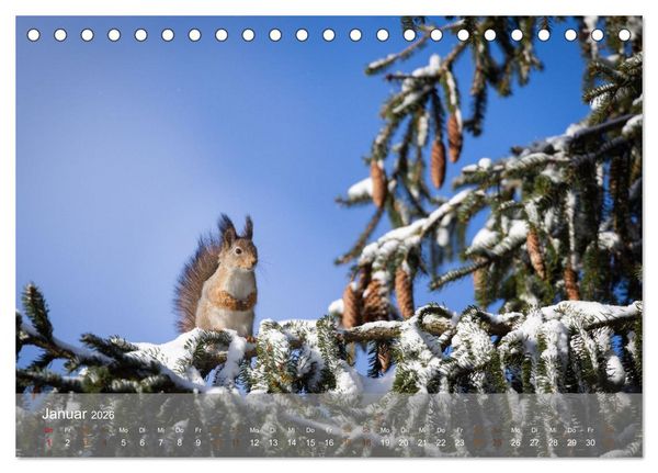 Produktbild: Bezaubernde Eichh&ouml;rnchen (Tischkalender 2026 DIN A5 quer), CALVENDO Monatskalender