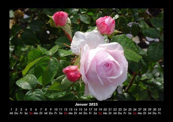 Produktbild: Rosentraum 2025 Fotokalender DIN A3