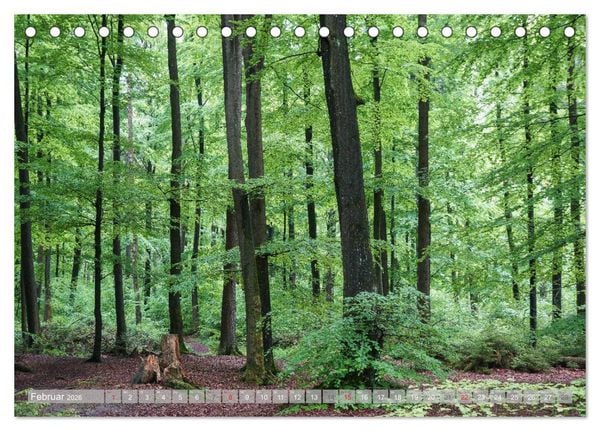Produktbild: Teutoburger Wald - Natur und Kultur (Tischkalender 2026 DIN A5 quer), CALVENDO Monatskalender