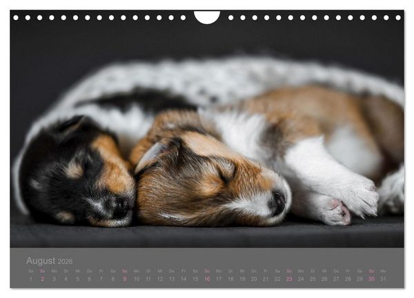 Produktbild: Collie Welpen einfach zuckers&uuml;&szlig; (Wandkalender 2026 DIN A4 quer), CALVENDO Monatskalender