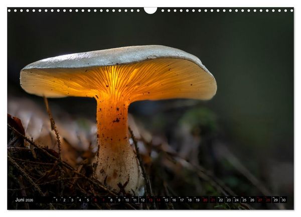 Produktbild: Wilde Pilze: Ein Kalender f&uuml;r Naturbegeisterte (Wandkalender 2026 DIN A3 quer), CALVENDO Monatskalender