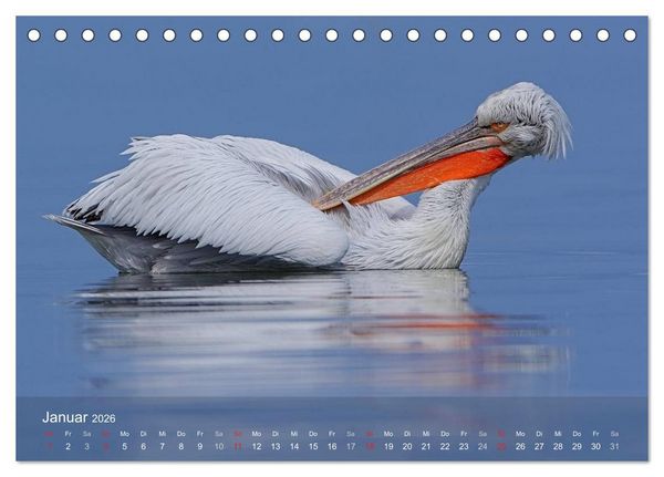 Produktbild: Pelikan-Kalender (Tischkalender 2026 DIN A5 quer), CALVENDO Monatskalender