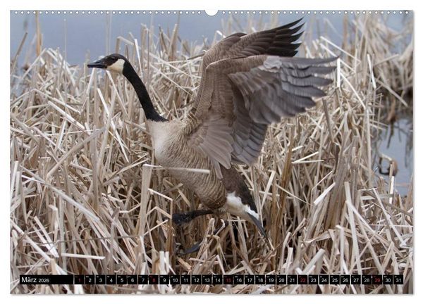 Produktbild: KANADA-GANS - Der 'hupende' Vogel (hochwertiger Premium Wandkalender 2026 DIN A2 quer), Kunstdruck in Hochglanz