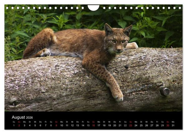 Produktbild: Der Luchs (Wandkalender 2026 DIN A4 quer), CALVENDO Monatskalender