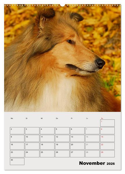 Produktbild: Collies - Freunde f&uuml;r&acute;s Leben (hochwertiger Premium Wandkalender 2026 DIN A2 hoch), Kunstdruck in Hochglanz