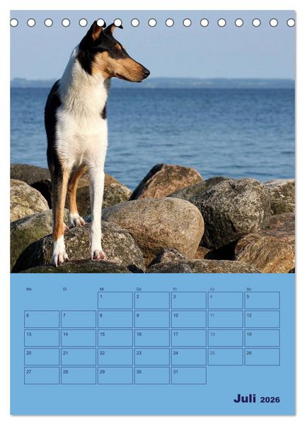 Produktbild: Kurzhaarcollies (Tischkalender 2026 DIN A5 hoch), CALVENDO Monatskalender