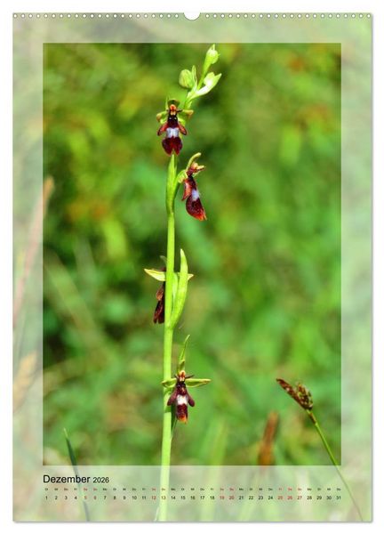 Produktbild: Deutschlands wilde Orchideen (hochwertiger Premium Wandkalender 2026 DIN A2 hoch), Kunstdruck in Hochglanz