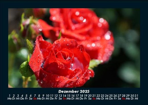 Produktbild: Rosen-Kalender 2025 Fotokalender DIN A5