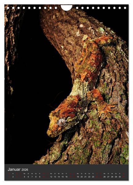 Produktbild: GECKOS (Wandkalender 2026 DIN A4 hoch), CALVENDO Monatskalender
