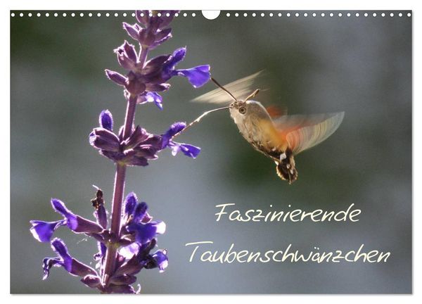 Produktbild: Faszinierende Taubenschw&auml;nzchen (Wandkalender 2026 DIN A3 quer), CALVENDO Monatskalender