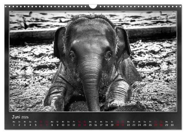 Produktbild: Tieren ins Gesicht geschaut (Wandkalender 2026 DIN A3 quer), CALVENDO Monatskalender