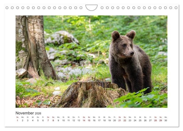 Produktbild: Slowenien - Wilde B&auml;ren und zauberhafte Natur (Wandkalender 2026 DIN A4 quer), CALVENDO Monatskalender
