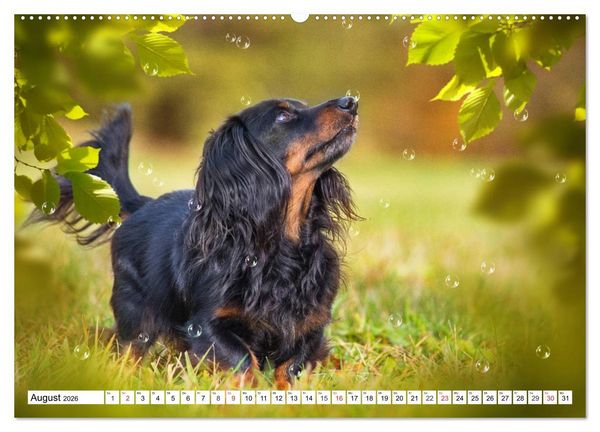 Produktbild: Dackeltr&auml;umereien - Kleine Helden auf 4 Pfoten (hochwertiger Premium Wandkalender 2026 DIN A2 quer), Kunstdruck in Hochglanz