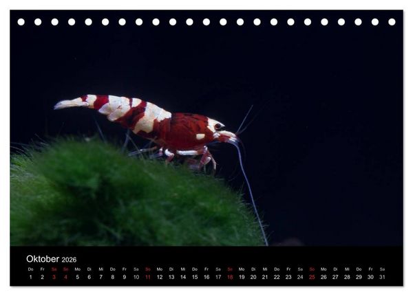 Produktbild: Zwerggarnelen - gepanzerte Juwelen im Aquarium (Tischkalender 2026 DIN A5 quer), CALVENDO Monatskalender