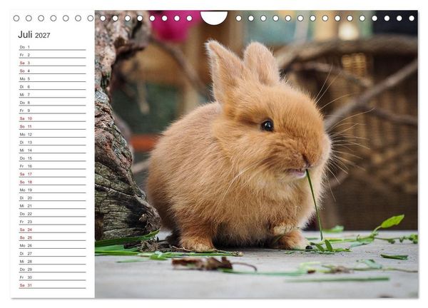 Produktbild: Eine gl&uuml;ckliche Kaninchenfamilie (Wandkalender 2027 DIN A4 quer), CALVENDO Monatskalender